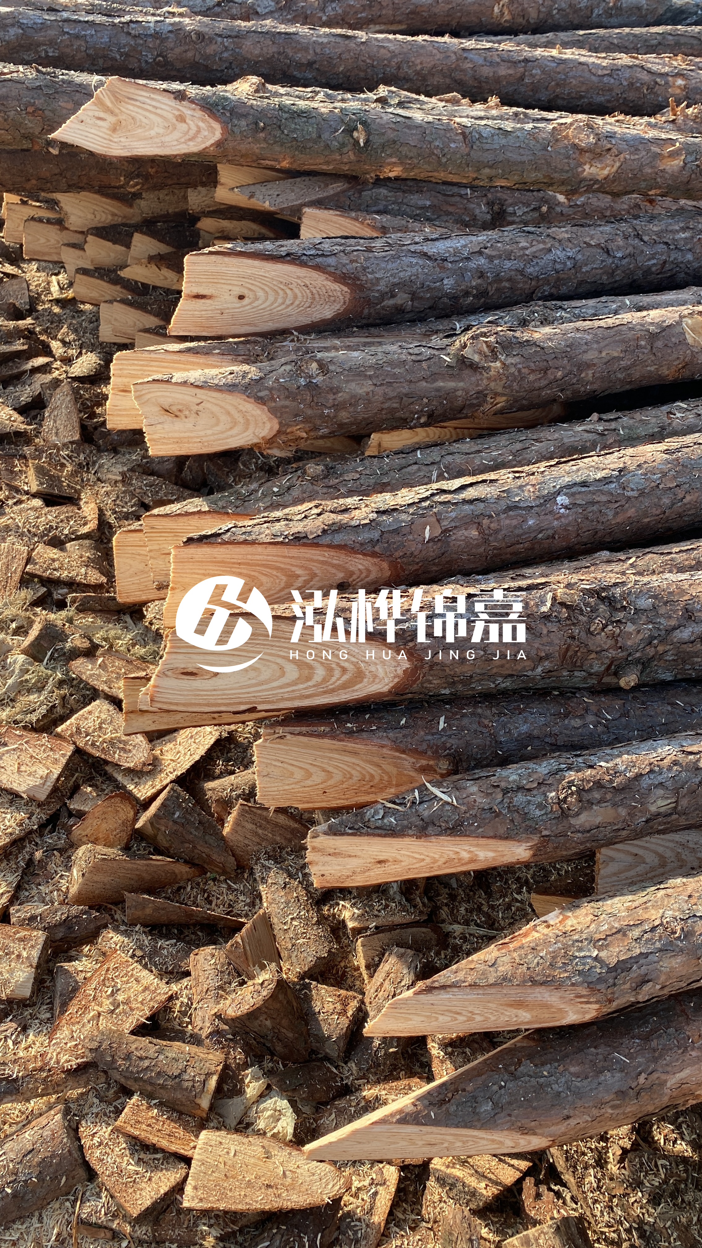 松木樁怎么分辨好壞？學(xué)會這幾招，輕松分辨松木樁好壞不踩雷！